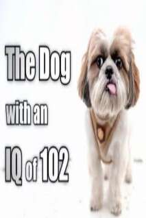 IQ爆棚機靈狗